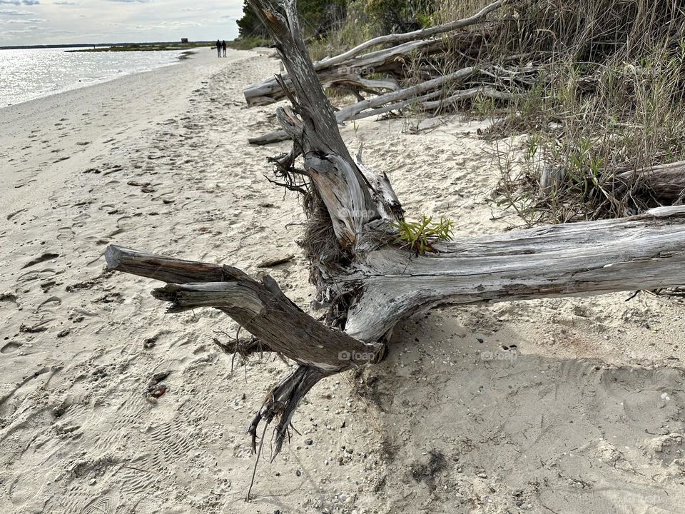 Driftwood tree