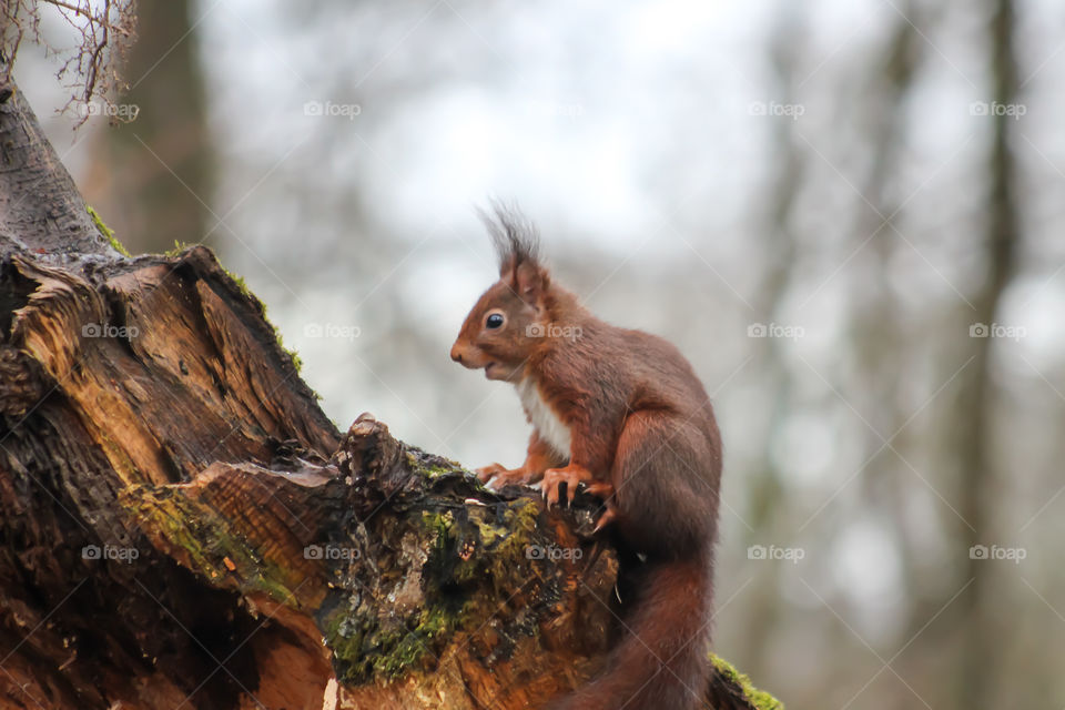 Squirel expression