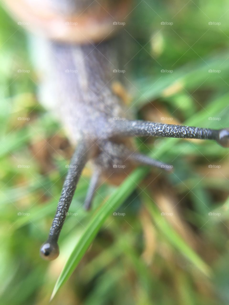 Close up snail: eye to eye part 2