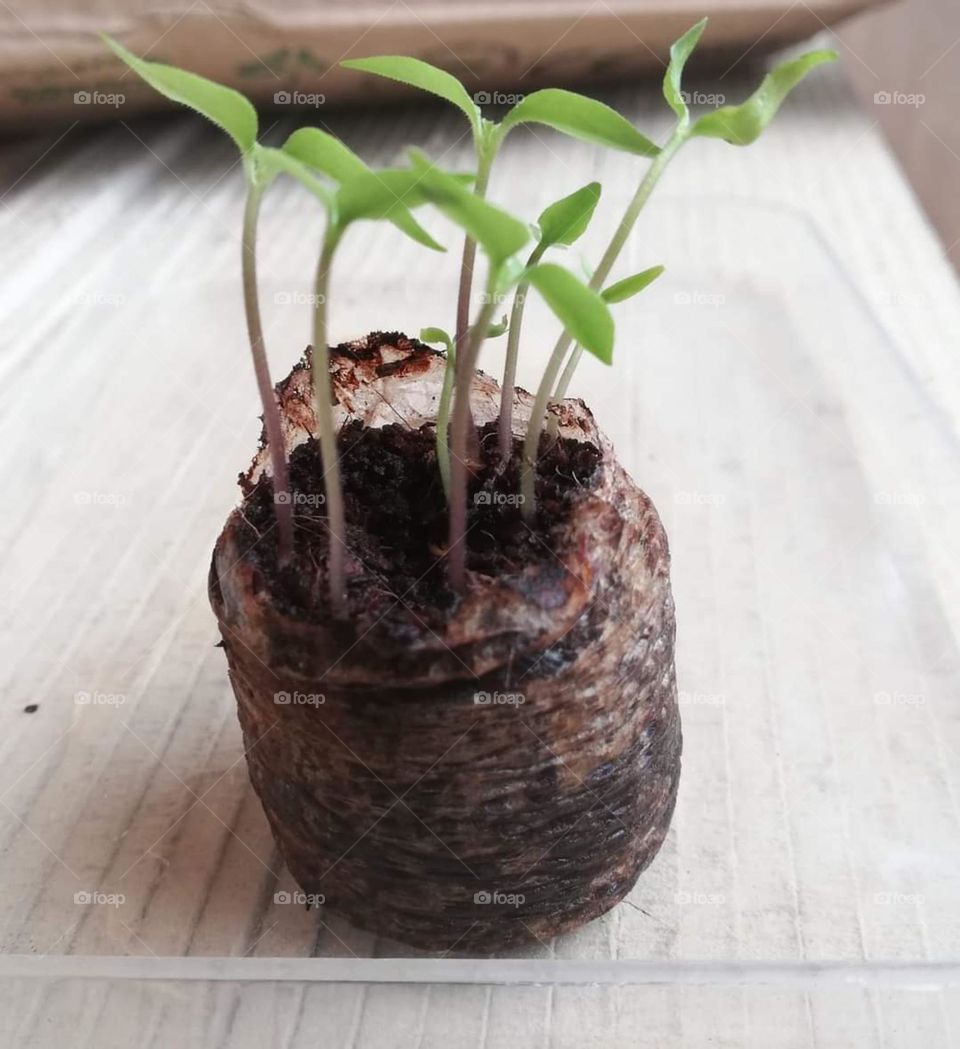 coco dises how to use contact whatsapp +94728262024