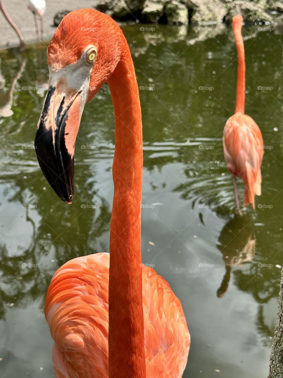 Birds & Bees - Nature in Motion - Long neck Flamingo in wading in the water - Birds in action by analyzing their movements, vocalization, and even behavior. Birds steer mainly with their tails, and some use their wings for precise maneuvers.