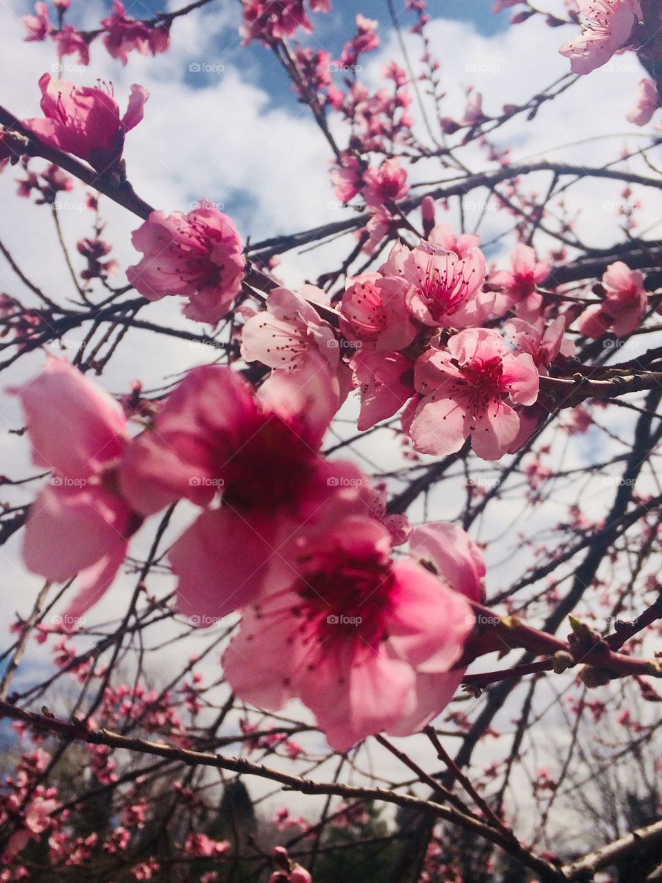 Tree blossoms 