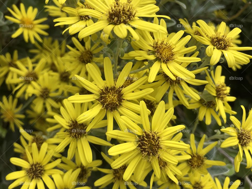 I believe this is a very popular yellow daisy type flower and with it in such lovely condition l wanted to snap it