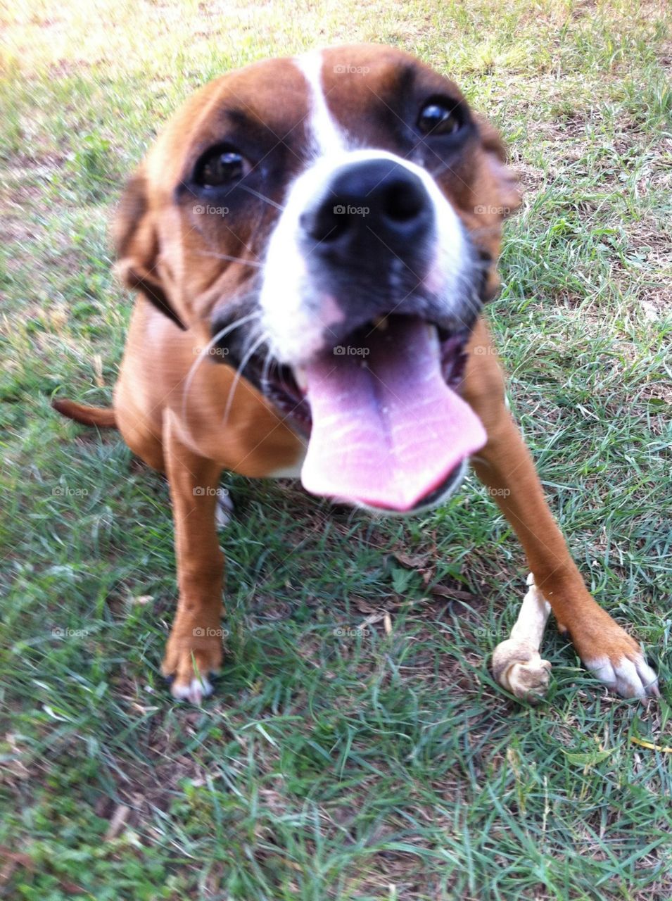 Wanna kiss?. Boxer dog