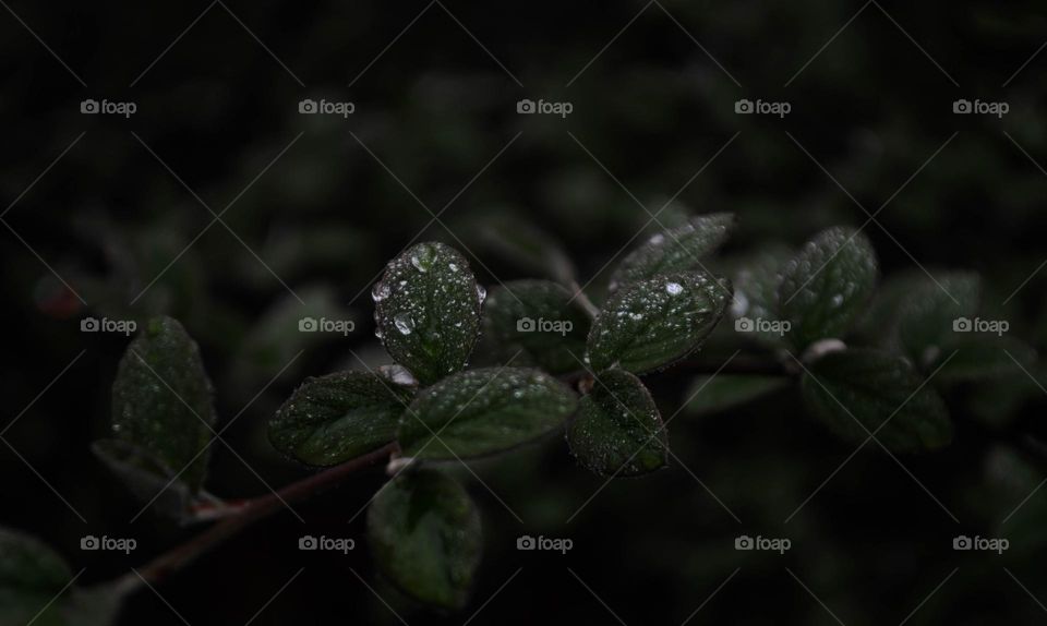 green leaves after rain