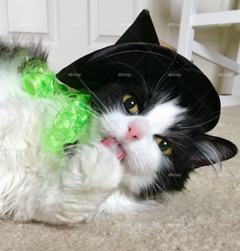 Tuxedo witch
