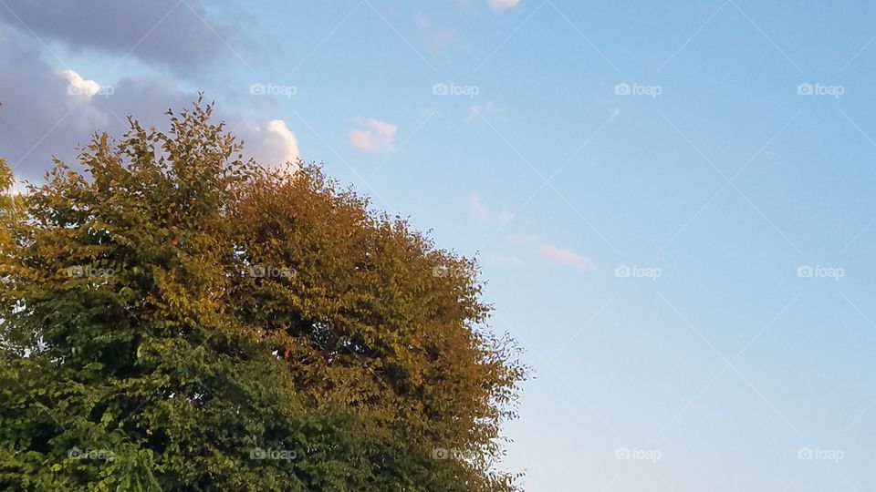 No Person, Landscape, Tree, Nature, Sky