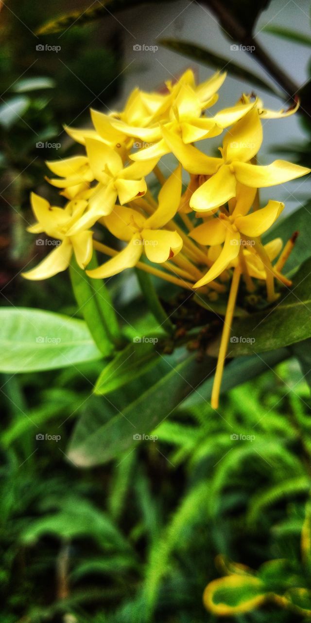 beauty yellow