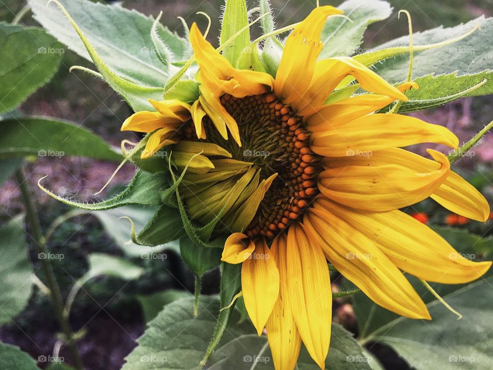 Peek-a-boo I see you 