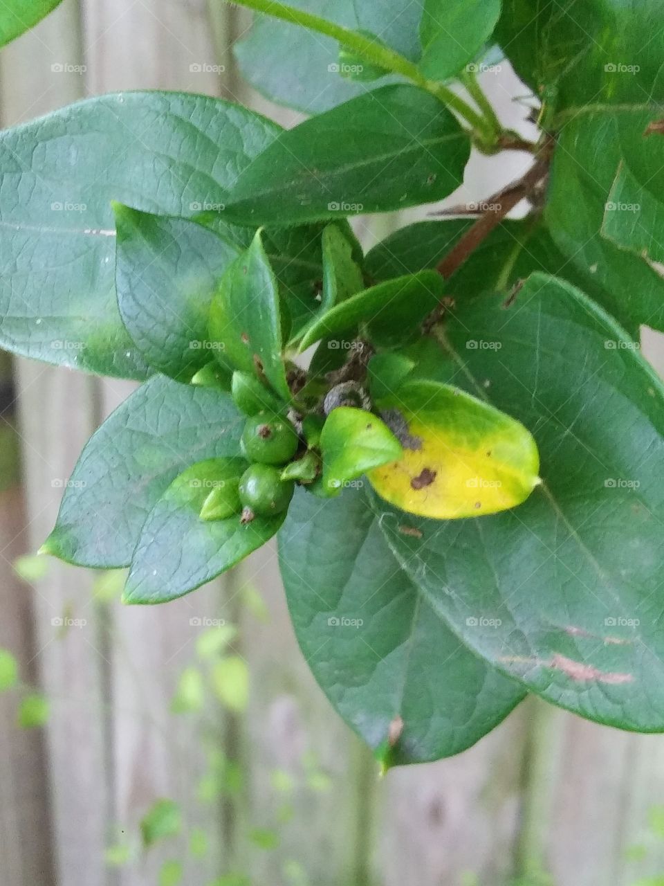 berries on a honeysuckle vine