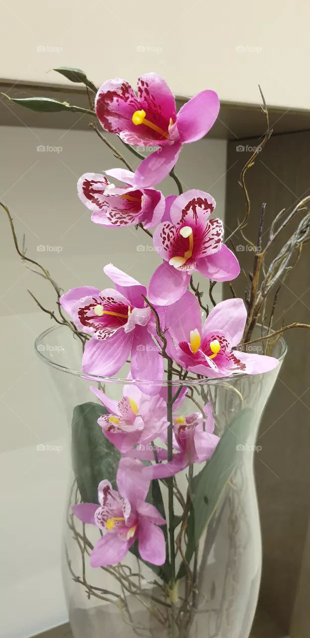 pianta decorativa