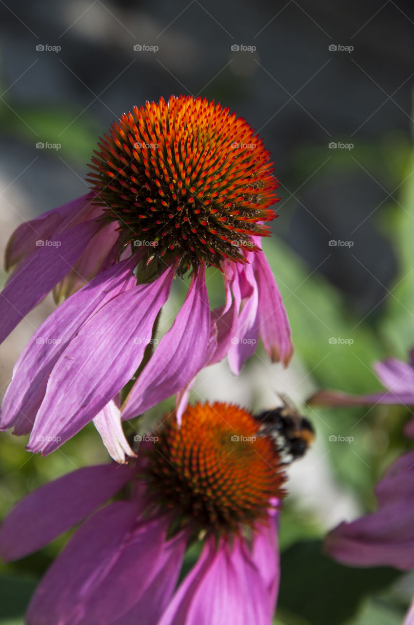 Beautiful flowers 