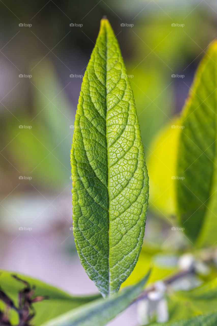 A portrait of a green long tin leaf getting hit by some sunlight.