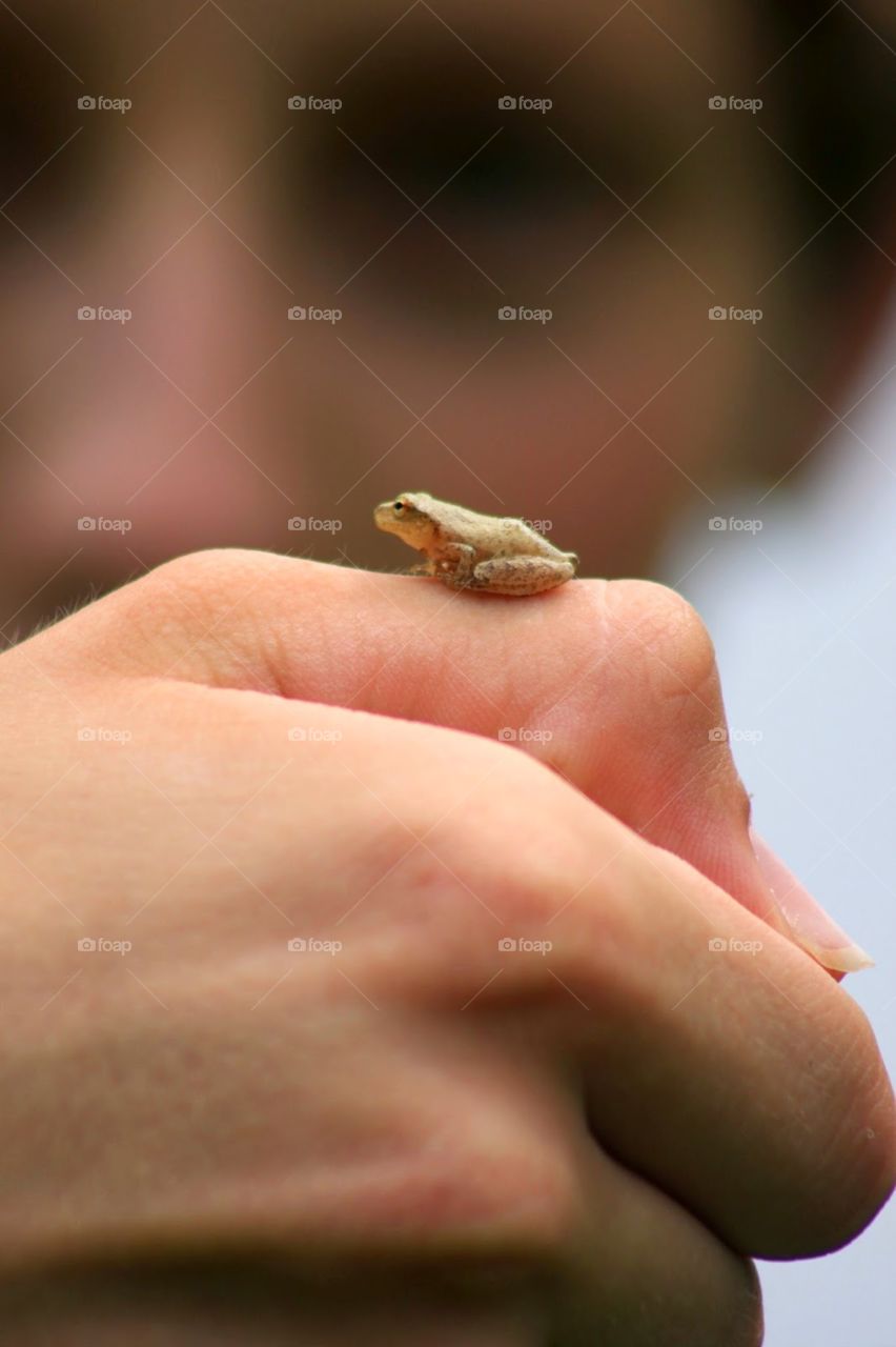 baby frog