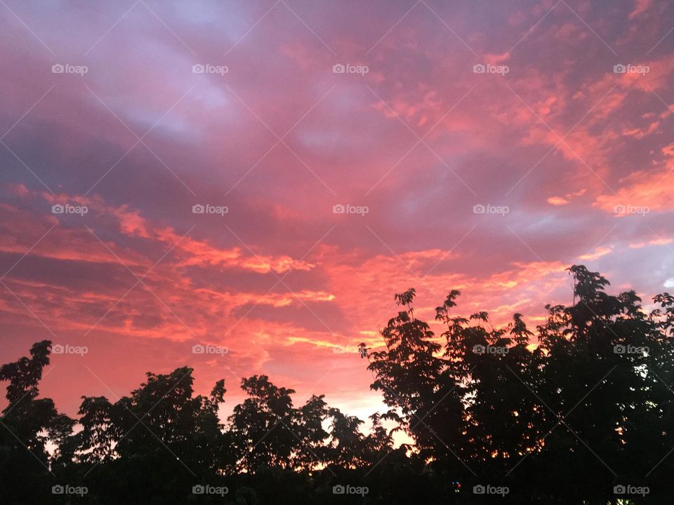 Looks like a fire behind these dark trees, but its another beautiful sunset during a lightning storm 