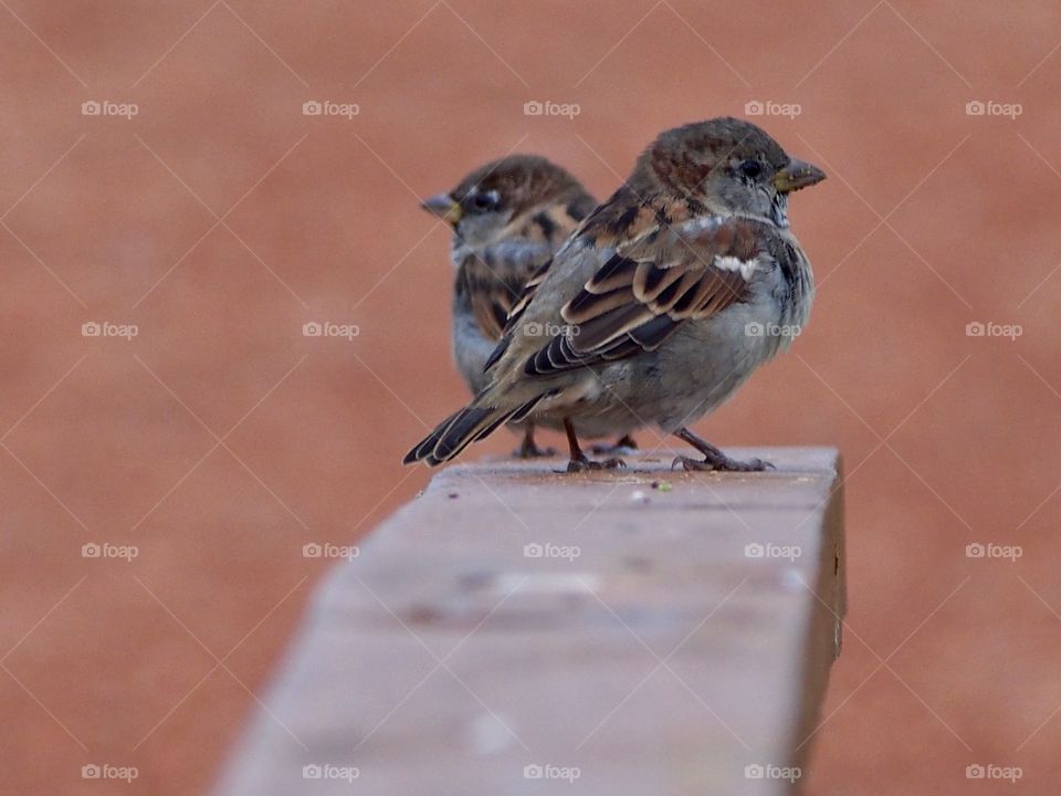 Sparrows