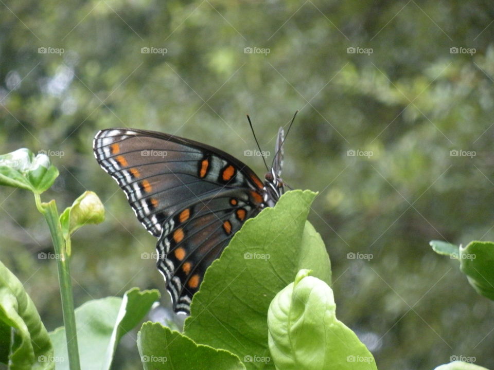 Butterfly on leaf