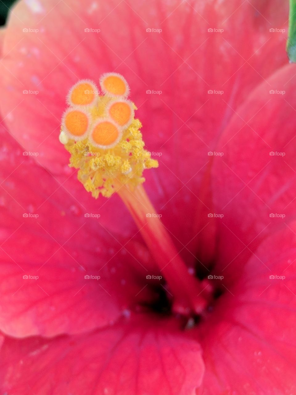 close up of hibiscus