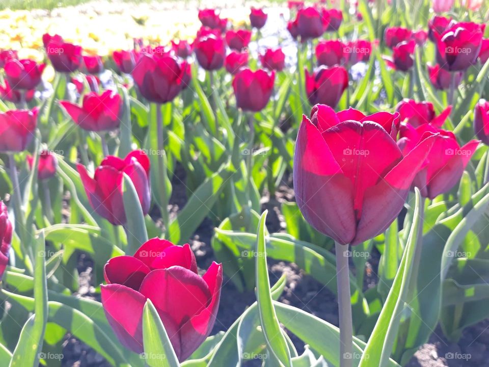 Hearts that we find hearts similar to roses