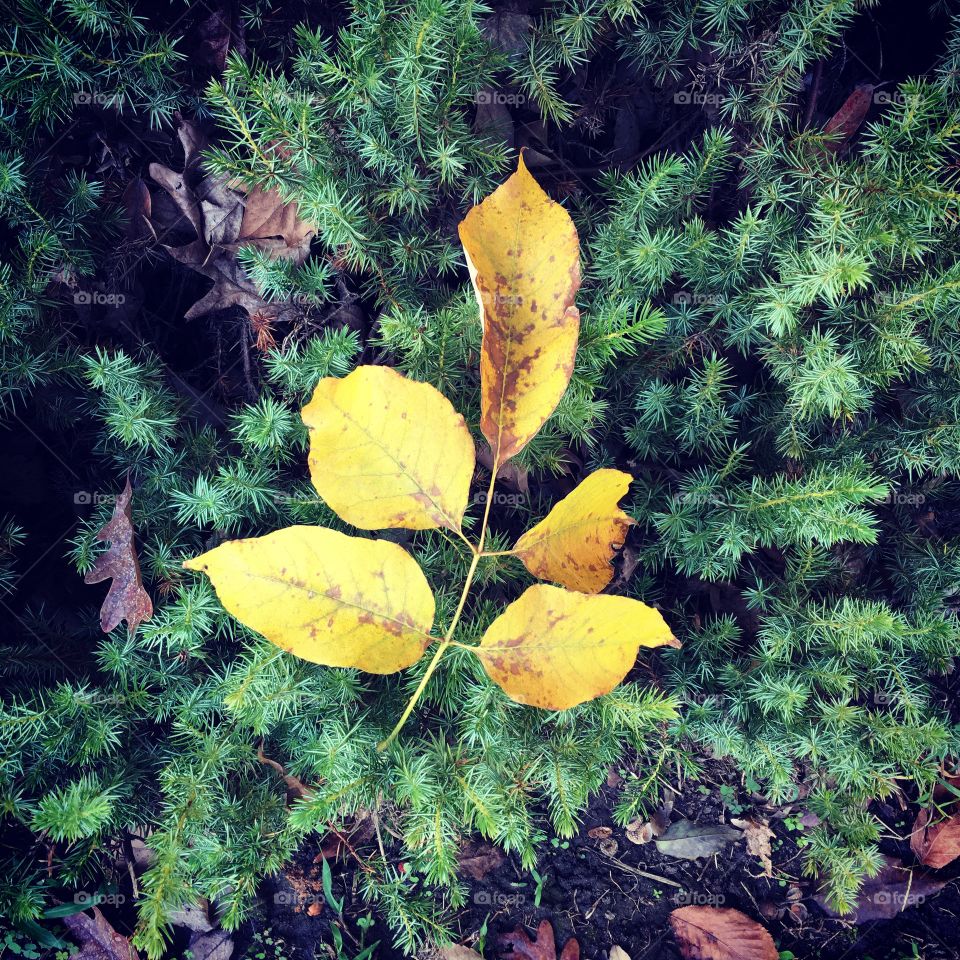 Caught in the middle