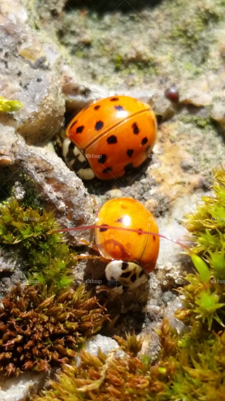 Ladybugs