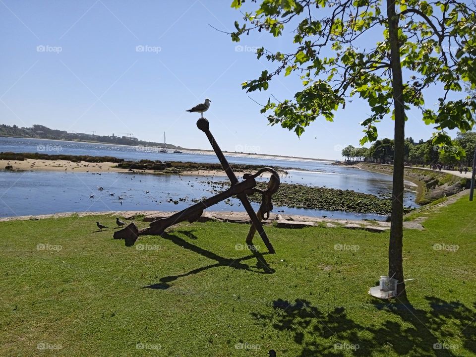 Seagull on a Boat Anchor in Porto