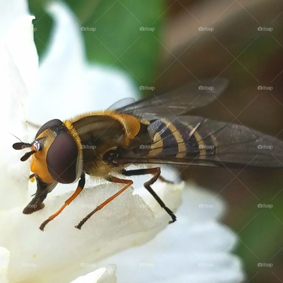 Insect, Bee, Fly, Nature, Wing