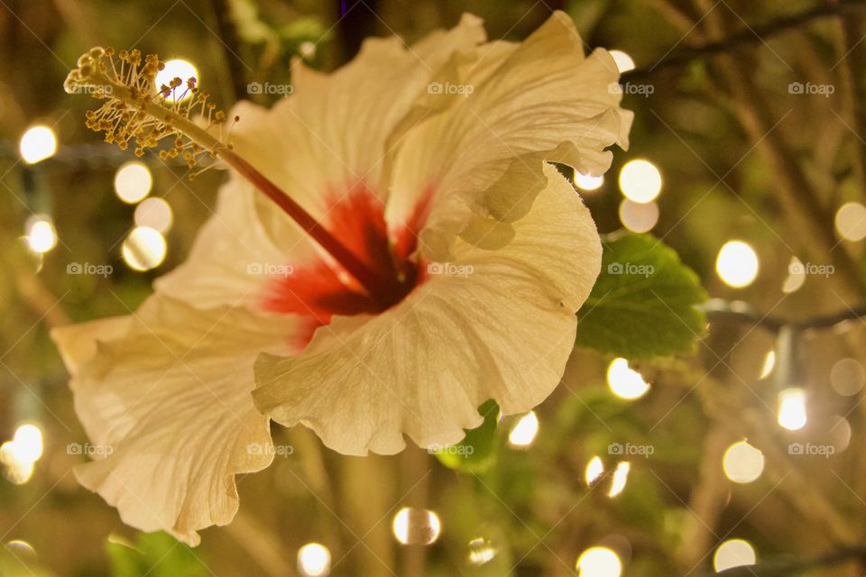 Night Lit Hibiscus