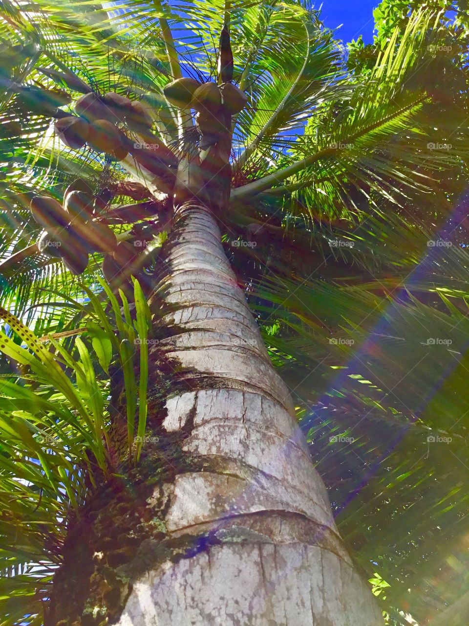 Sun streaked palm tree