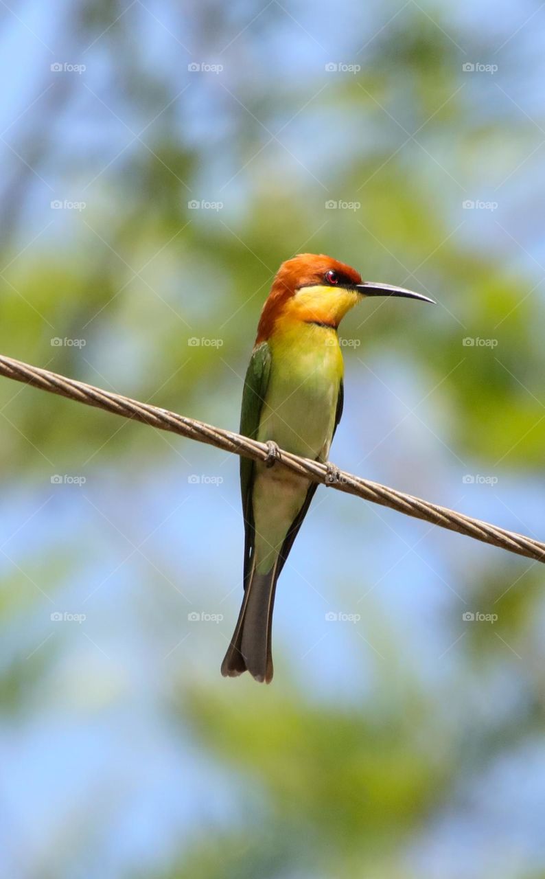 Chestnut-headed bee-eater