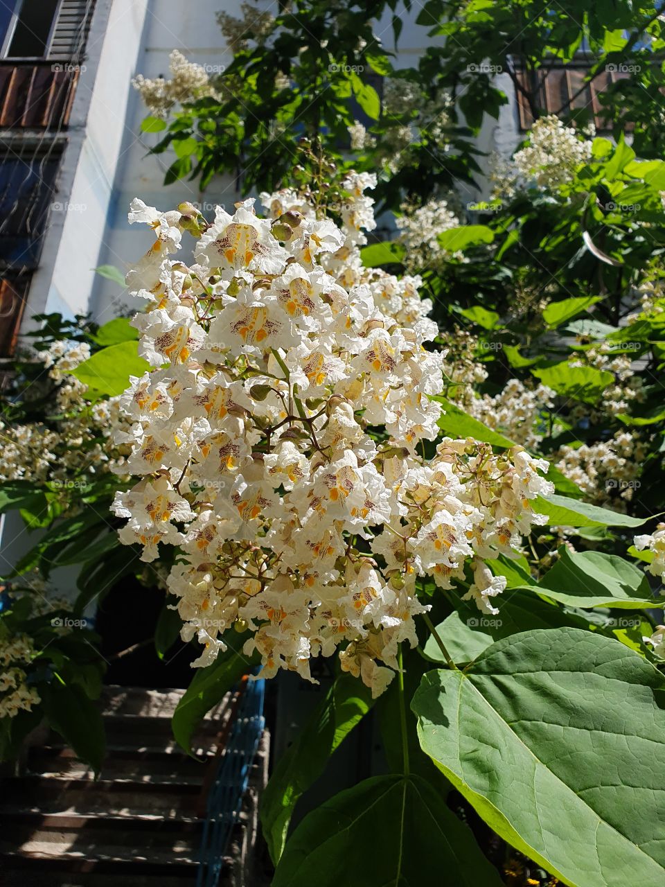 branch with white flowers in front of the building