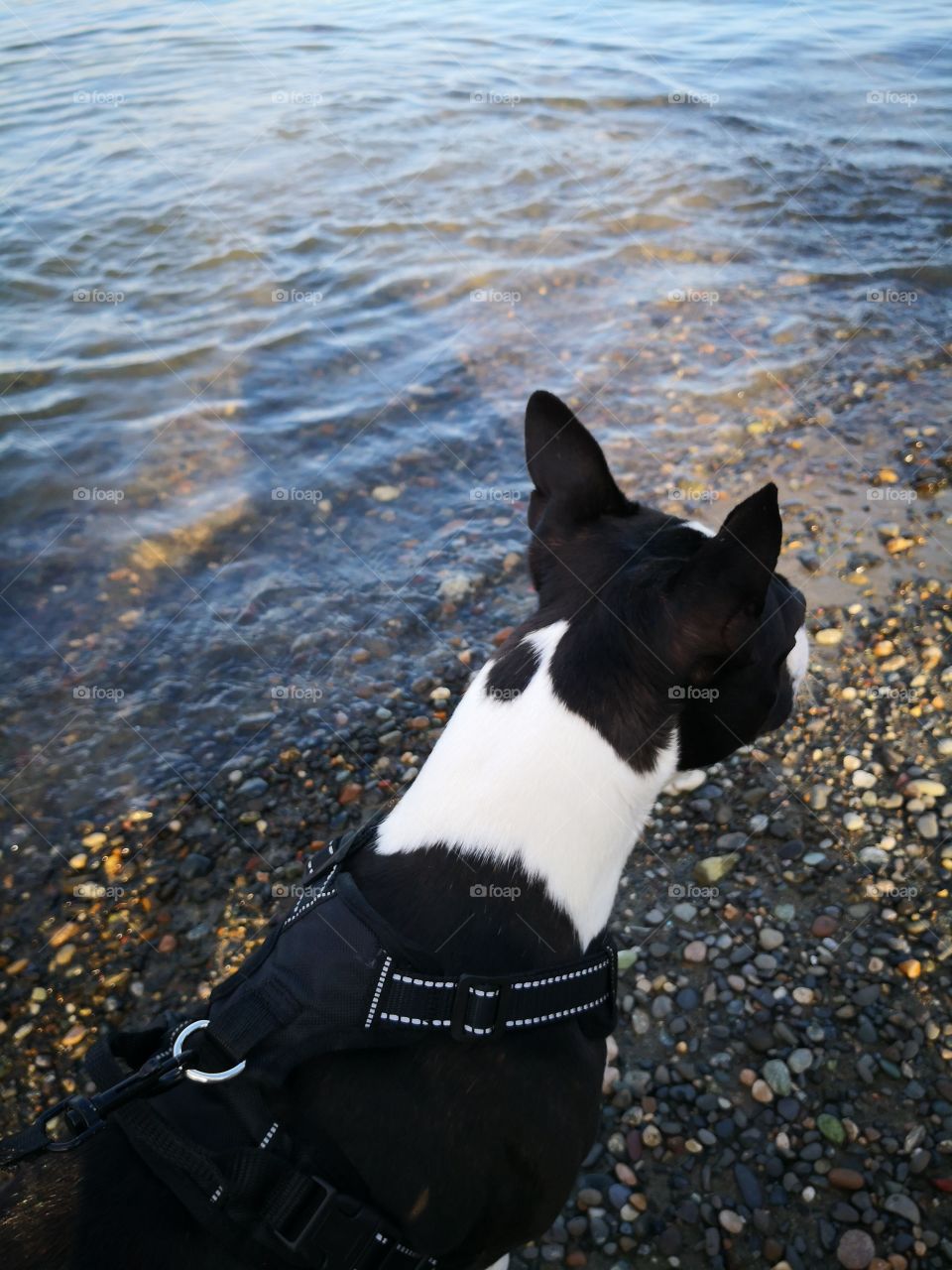 exploring with the Boston Terrier Bozo