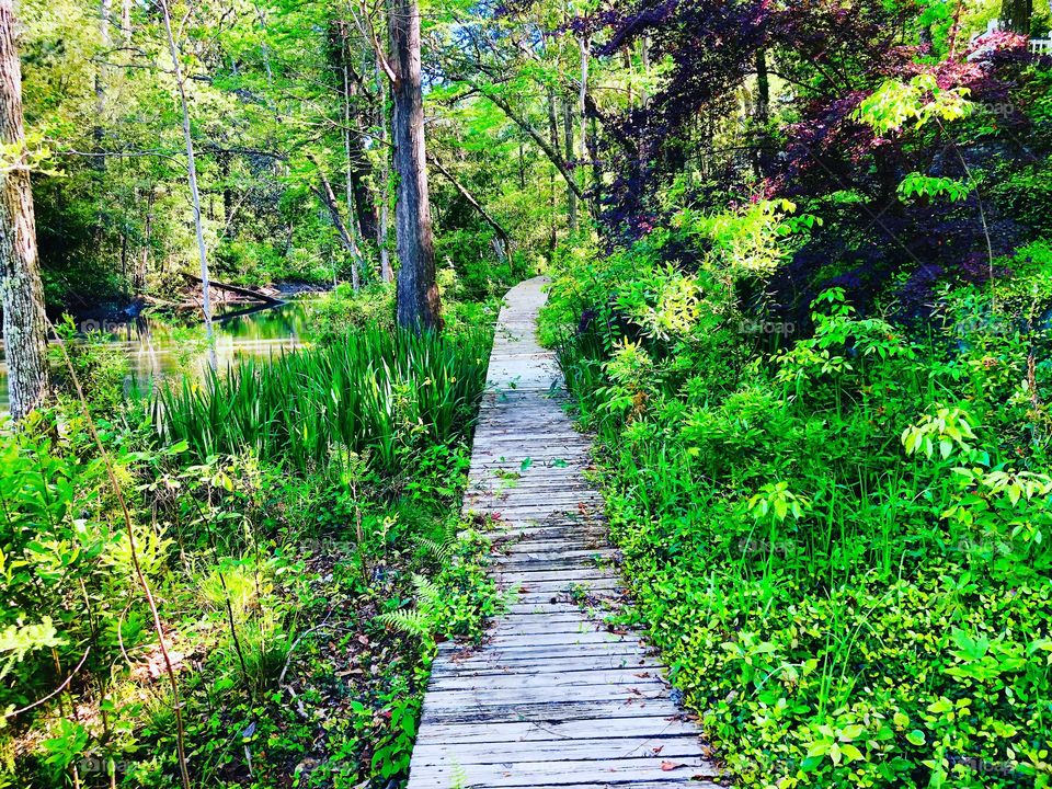 Wooden boardwalk through the woods with trees and shrubs 