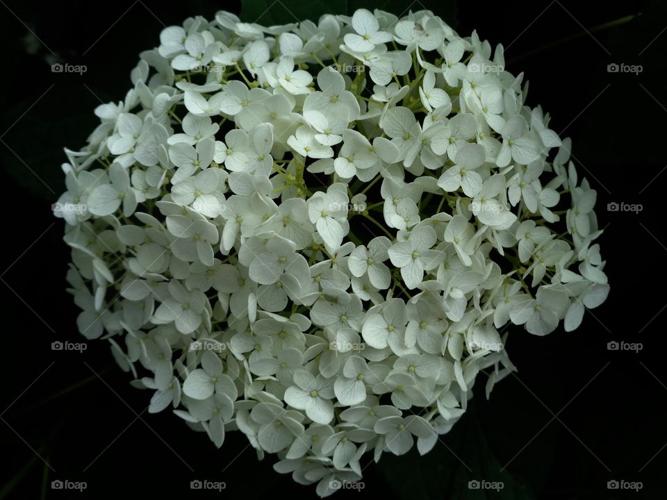 Nature, Flora, Flower, Leaf, Floral