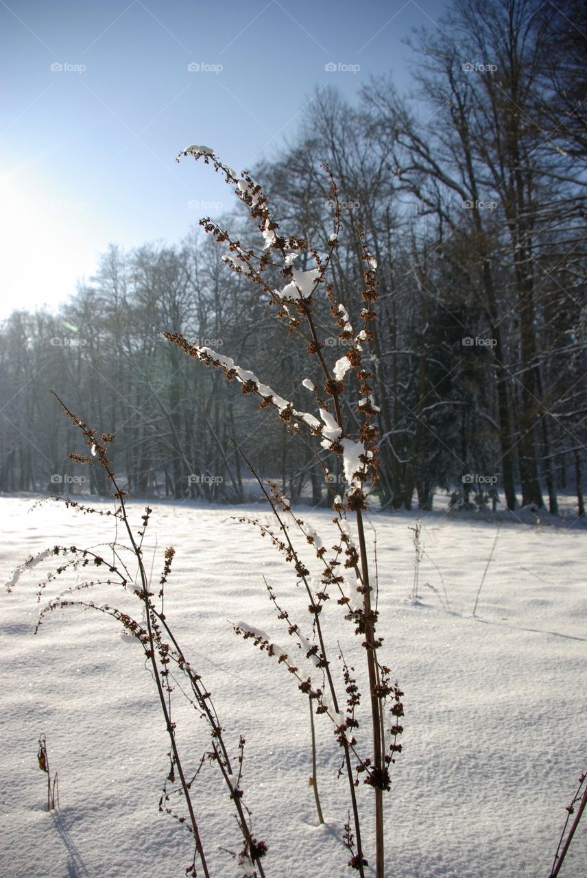 Bare tree in snowy landscape