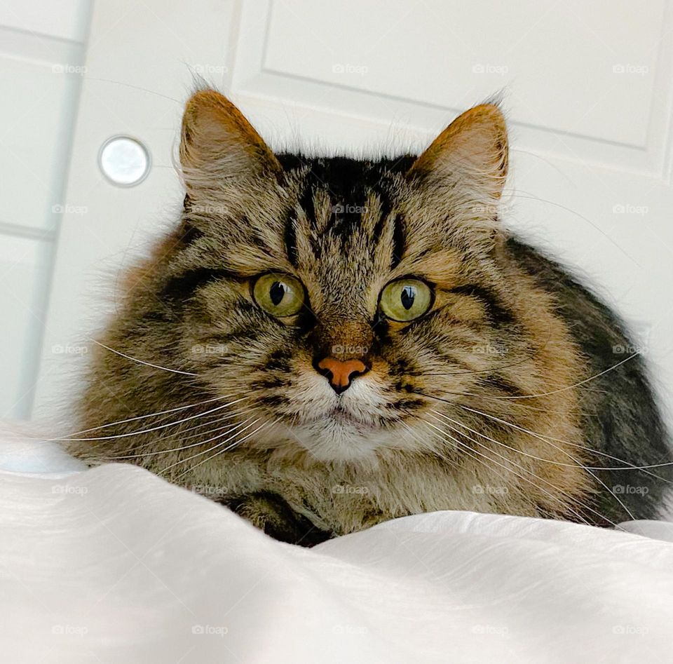Portrait of a Siberian cat lying on a white quilt 