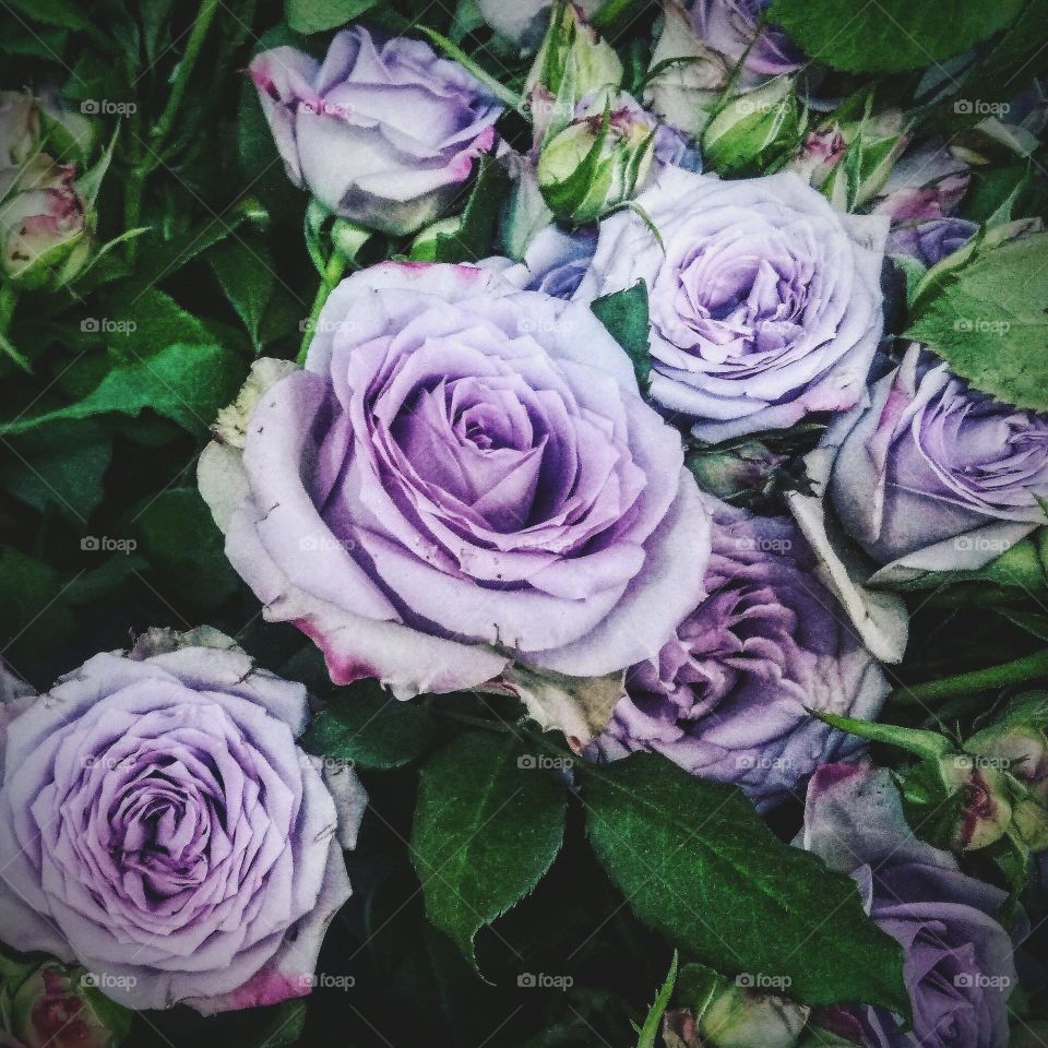 Purple roses