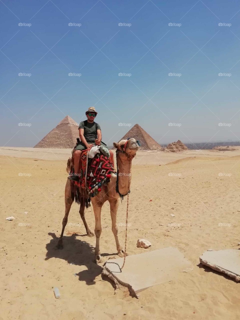 really very a nice camel around the desert pyramids with beautiful background panorama view pyramids.