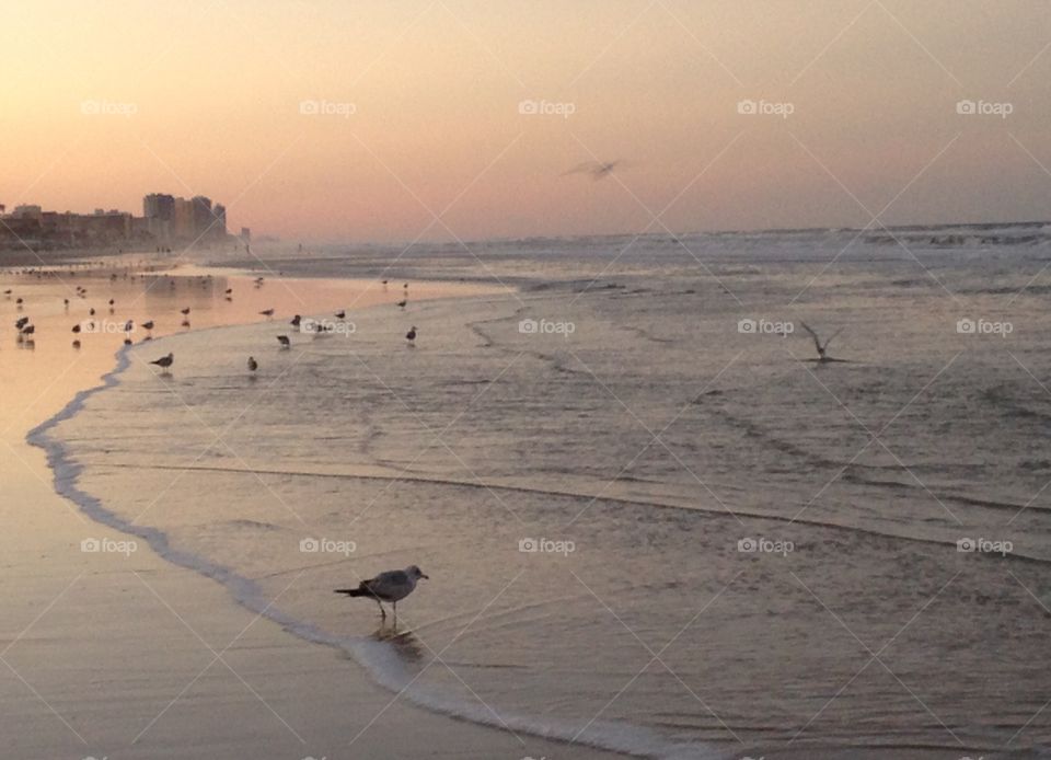 Daytona beach . Photo of seagulls at Daytona beach 