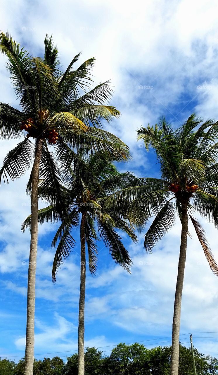 Sunshine Daydream. Palm trees, blue skies and puffy clouds.  that's all anyone needs.