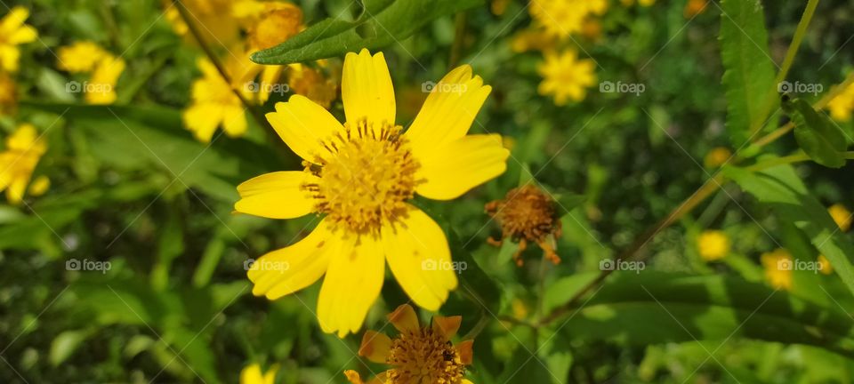Golden Yellow Flower of Niger which is basically a oil seed crop.