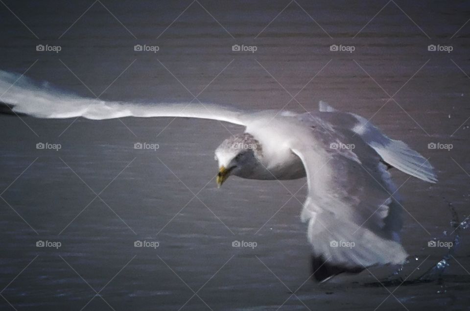 Sea gull skimming