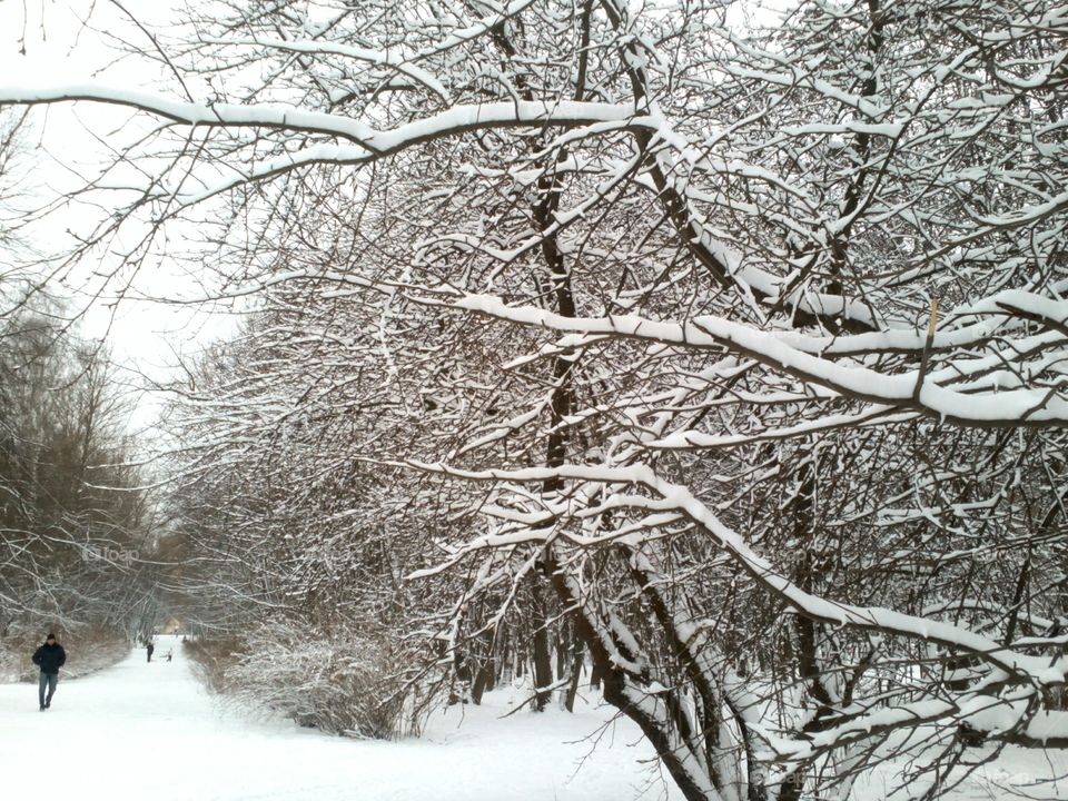 Winter, Snow, Frost, Cold, Tree