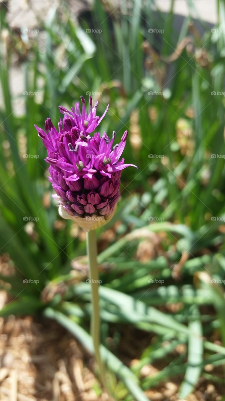 Alium blooming
