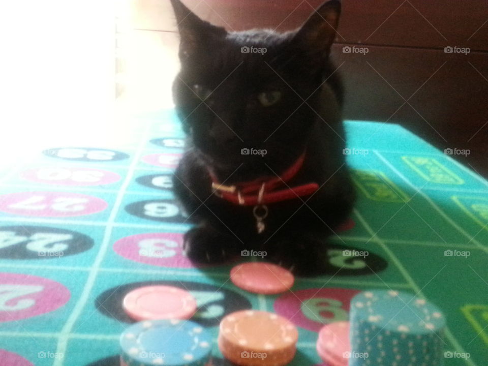 casino cat