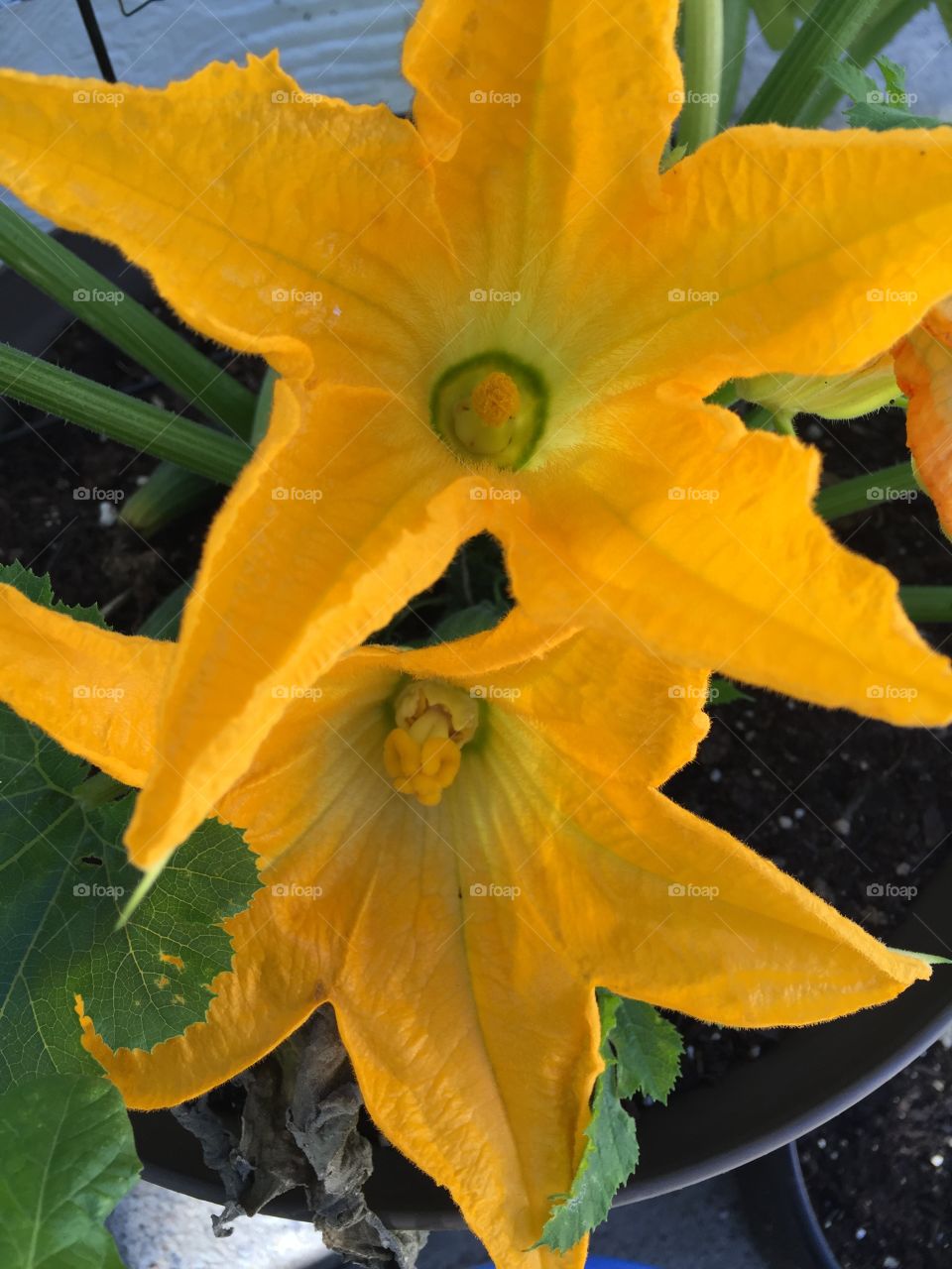 Zucchini flower