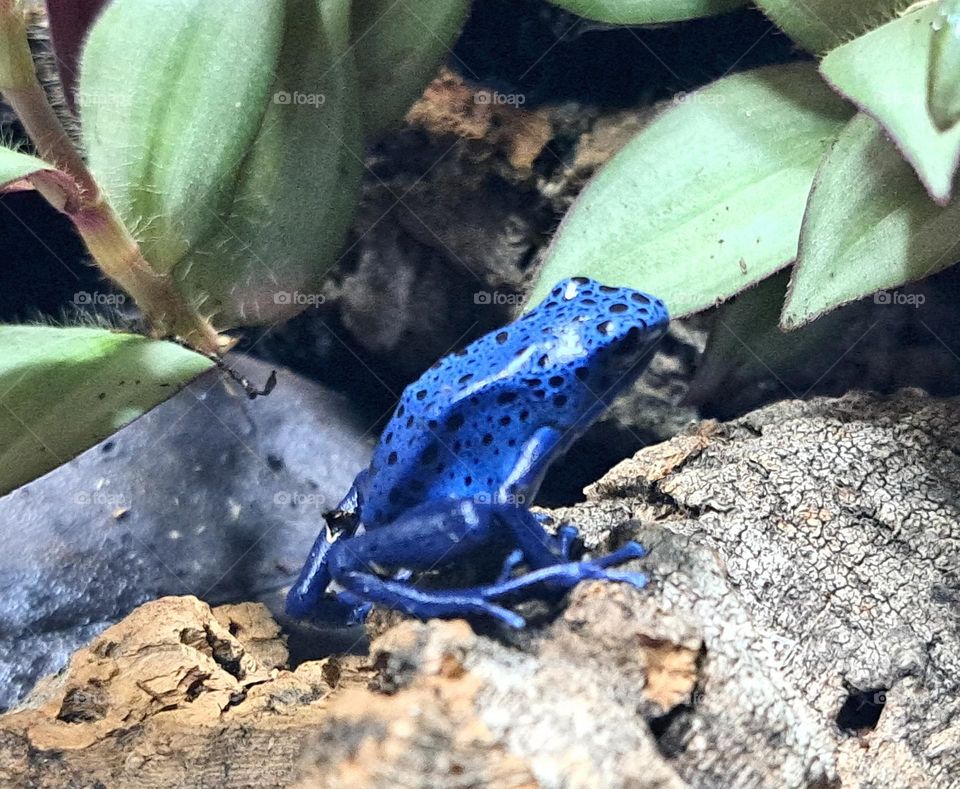 Blue Poision Dart Frog