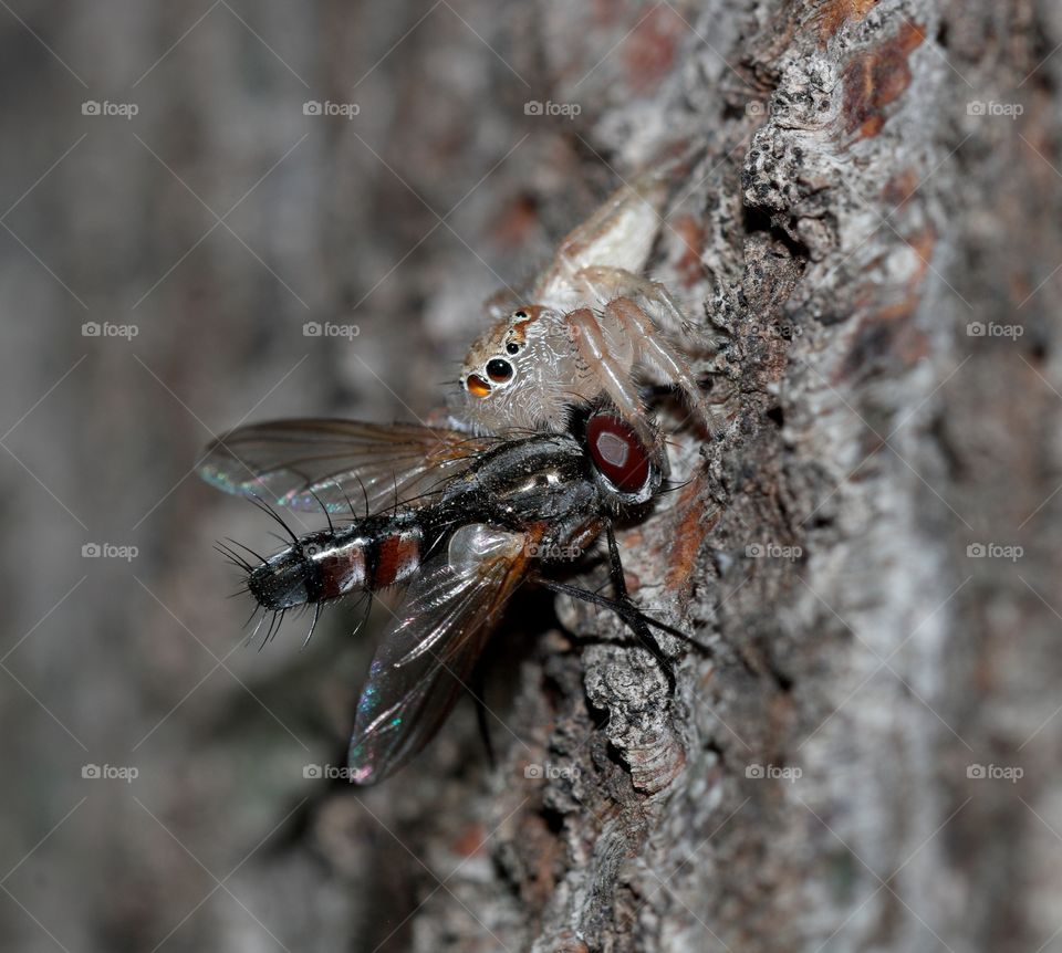 Jumping spider with a fly caught as prey