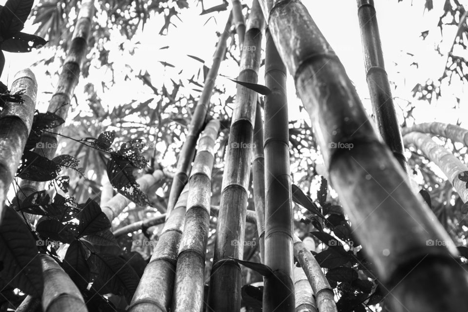 Bamboo on Borneo island, Malaysia.