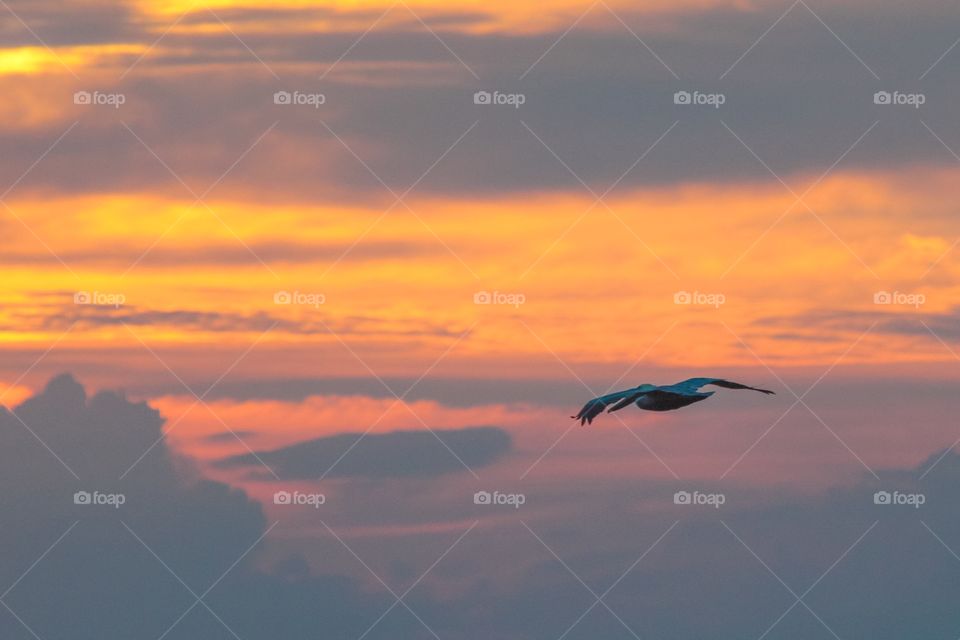 Pelican sunset